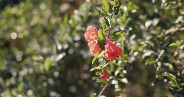 Detailní Záběr Granátového Jablka Stromě Zahradě Zrání Pěstování Plodů Zemědělských — Stock video