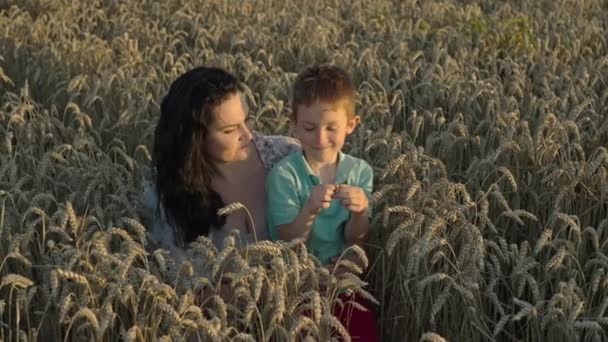 Matka Jej Syn Pracują Polu Pszenicy Koncepcja Rodziny Miłości Szczęścia — Wideo stockowe