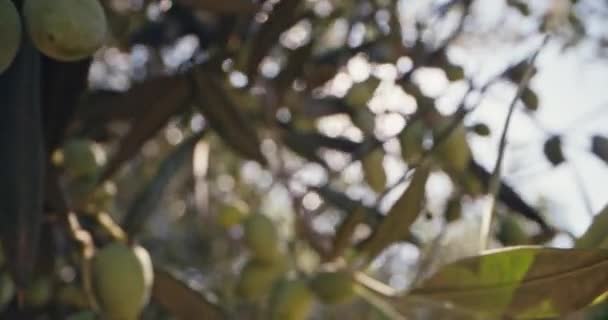 庭のオリーブの木に果実を熟成するクローズアップ 農場で石油を栽培する 高品質の4K映像 — ストック動画