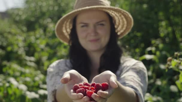 Landbrugsarbejde Nærbillede Gartner Indsamling Hindbær Høst Frugtplantage Høj Kvalitet Optagelser – Stock-video