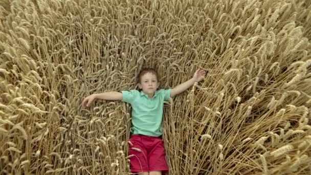 Поняття Дитячих Снів Хлопчик Лежить Полі Пшениці Думки Дитини Агропромисловому — стокове відео