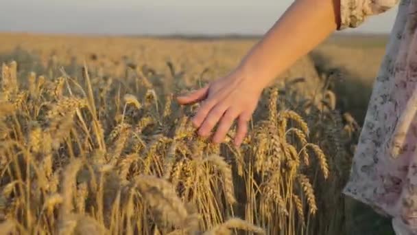 Detailní Záběr Ženské Ruky Dotýkající Uší Pšenice Dívka Kráčí Poli — Stock video