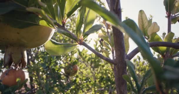 Blossom Dan Sulu Meyve Çevre Dostu Bir Çiftlikte Nar Yolculuğu — Stok video