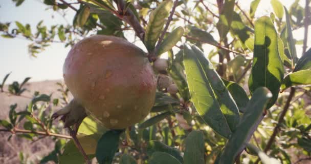 Sürdürülebilir Organik Meyve Bahçesinde Cömert Nar Hasadı Yüksek Kalite Görüntü — Stok video