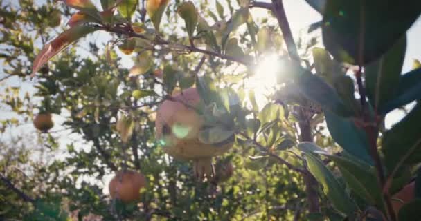 Bahçedeki Bir Ağaçta Yetişen Nar Meyvelerinin Makro Videosu Bir Çiftçi — Stok video