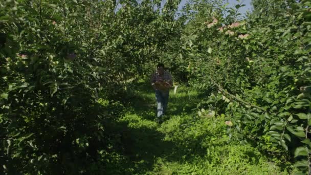 Yetiştirme Doğası Hediyeleri Sonbaharda Organik Elma Hasadı Hikayesi Yüksek Kalite — Stok video