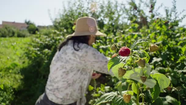 Bush Cestino Primo Piano Del Giardiniere Raccolta Lamponi Frutteto Filmati — Video Stock