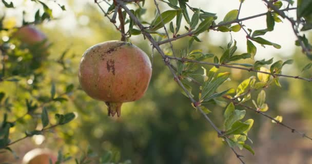 Bahçedeki Bir Ağacın Üzerinde Olgunlaşan Nar Meyvesinin Makro Videosu Tarımsal — Stok video