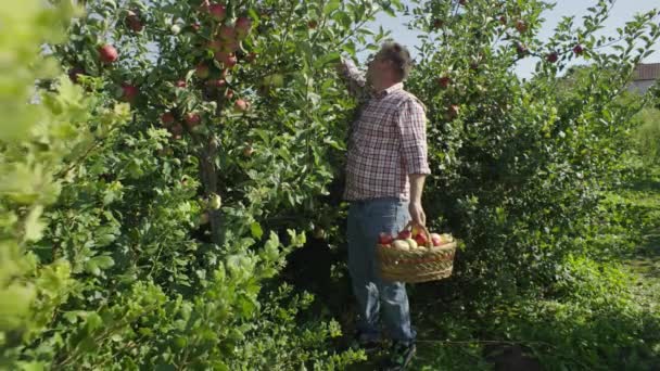 Uomo Raccoglie Mele Albero Nel Giardino Raccolta Frutta Nella Fattoria — Video Stock