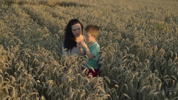 共同收获回忆 父母和孩子团结在一起 共同关心金色麦田 高质量的4K镜头 — 图库视频影像