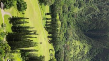 Hawaii ABD 'nin hava manzarası. Güzel dağlar, çam ormanları ve manzara. Yüksek kalite 4k görüntü