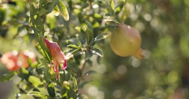 Gránátalma Gyümölcs Fejlesztés Egy Buja Mezőgazdasági Kert Kiváló Minőségű Felvételek — Stock videók