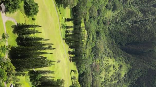 Vista Aérea Naturaleza Hawaii Usa Hermosas Montañas Pinares Paisajes Imágenes — Vídeo de stock