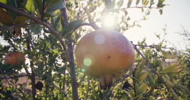 Die Pflege Von Granatapfelbäumen Für Vollwertige Biologische Produkte Einem Familieneigenen — Stockvideo