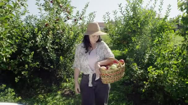 Bir Kadın Bahçıvan Bahçede Bir Sepet Dolusu Elmayla Yürür Tarımsal — Stok video