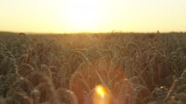 Gün batımında güzel bir buğday tarlasının arka plan videosu. Spikeletler rüzgârda bir tarım alanında gelişir. Yüksek kalite 4k görüntü