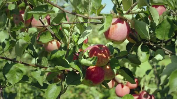 Närbild Mogna Röda Äpplen Trädet Hållbart Jordbruk Och Fruktträdgård Tillväxt — Stockvideo