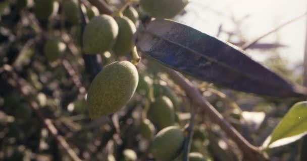 Bahçedeki Bir Ağaç Dalında Yetişen Zeytin Meyvelerinin Makro Videosu Tarım — Stok video