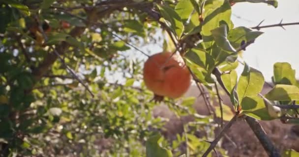 Közelkép Egy Gránátalma Érleléséről Egy Fán Kertben Gyümölcstermesztés Mezőgazdasági Kertészek — Stock videók
