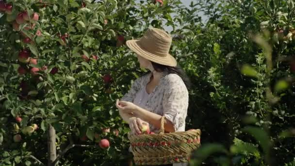 Trabajo Agrícola Estacional Únase Una Mujer Huerto Mientras Recoge Delicadamente — Vídeos de Stock