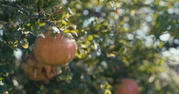Granatäpple Jordbruk Odla Hälsosamma Ekologiska Frukter Högkvalitativ Film — Stockvideo