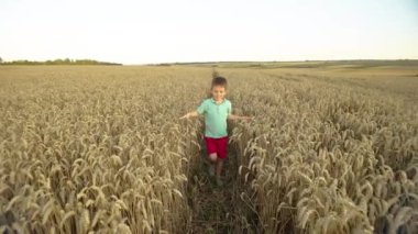 Gelişen Anılar: Gelişmekte olan bir Agrofarm 'da Buğday Tarlalarını Kucaklayan Küçük Maceracı. Yüksek kalite 4k görüntü