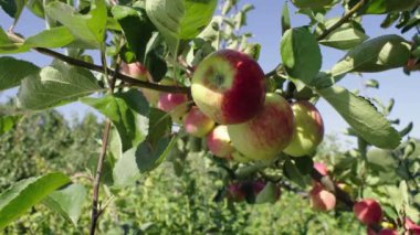 Doğa Ödülünü Kucaklayan: Sulu, Olgun Kırmızı Elmalarla dolu Meyve Bahçelerinin Görkemi Organik Çiftlik Zaferinin Bir Vasiyeti. Yüksek kalite 4k görüntü