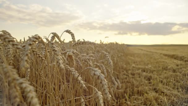 Golden Oogst Prachtige Tarwestengels Dragen Granen Agrofarms Platteland Hoge Kwaliteit — Stockvideo