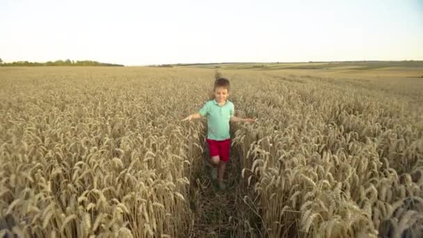 Pěstování Vzpomínek Malý Dobrodruh Přijímání Pšeničných Polí Kvetoucí Farmě Vysoce — Stock video