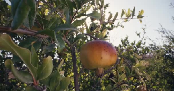 Skörda Granatäpplen Miljövänlig Jordbruksmetod Högkvalitativ Film — Stockvideo