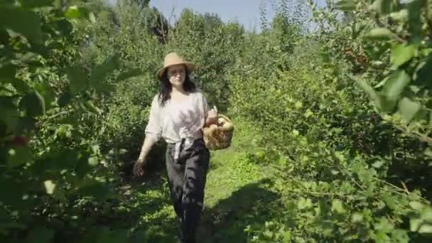 Bountiful Podzimní Sklizeň Oddaný Ženský Zahradník Sbírá Organická Jablka Malebném — Stock video