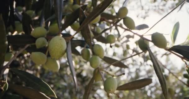 Macro Vidéo Des Fruits Des Gousses Olivier Culture Olives Pour — Video