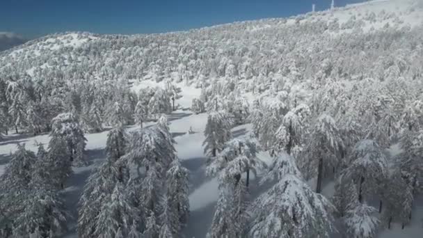 Αεροφωτογραφία Των Πεύκων Που Καλύπτονται Χιόνι Χειμώνα Όμορφο Χειμερινό Τοπίο — Αρχείο Βίντεο