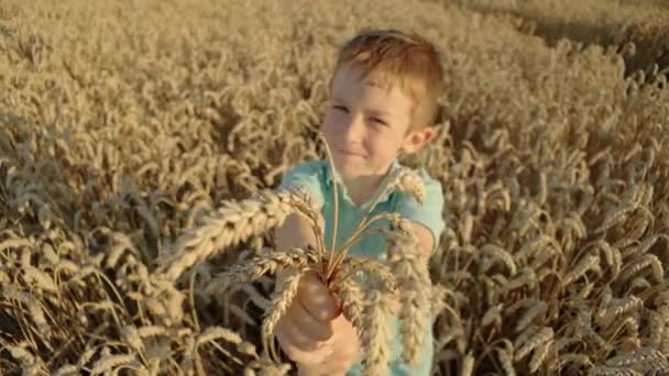 Ένα Αγόρι Κρατά Αυτιά Σιταριού Στα Χέρια Του Ένα Αγροτικό — Αρχείο Βίντεο