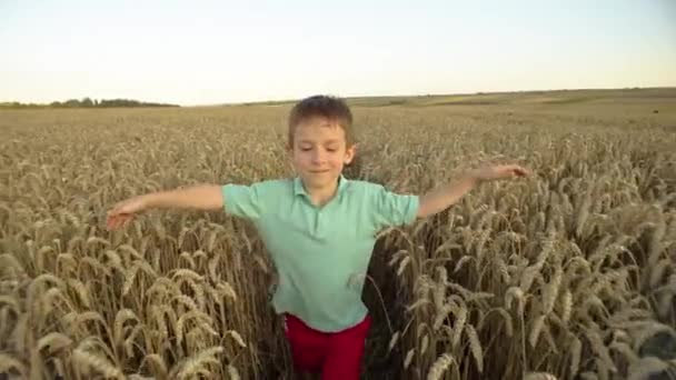 Zemědělské Okouzlení Zachycení Blaženého Spojení Dítěte Pšenicí Farmě Vysoce Kvalitní — Stock video