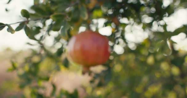 Symphony Nature Harmonious Growth Pomegranates Organic Family Operated Orchard High — Stock Video