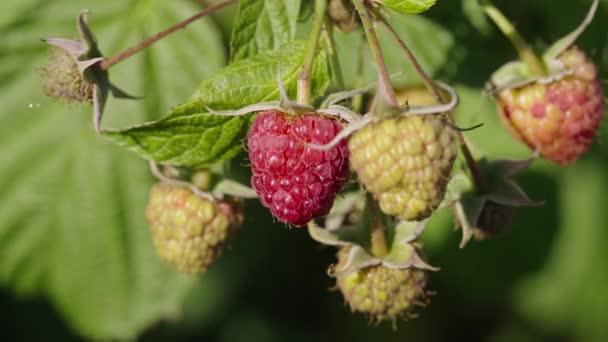 Berry Oogst Close Van Rijpe Biologische Frambozen Bush Hoge Kwaliteit — Stockvideo