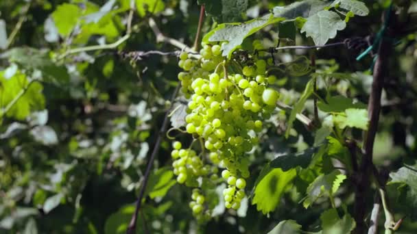 Close Monte Uvas Que Crescem Nos Campos Vinhas Produção Vinho — Vídeo de Stock