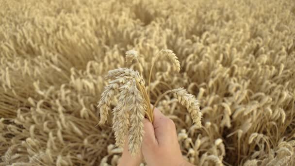 Nutrição Grãos Mão Humana Segurando Talos Trigo Terra Agrícola Simbolizando — Vídeo de Stock