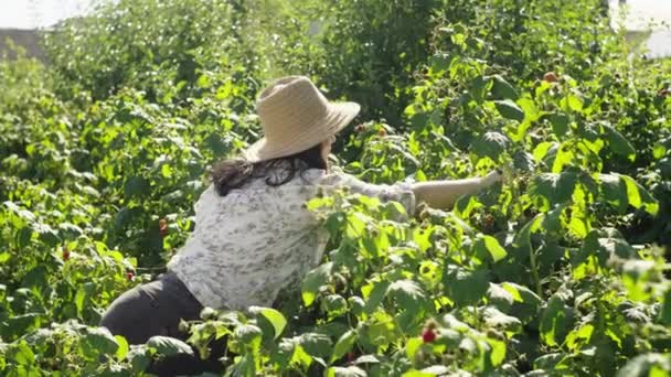 Giardiniere Raccoglie Lamponi Giardino Una Fattoria Agricola Raccolgendo Bacche Ragazza — Video Stock
