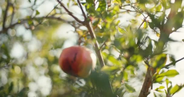 Landwirtschaftliche Kunst Granatäpfel Für Eine Reiche Ernte Einem Malerischen Obstgarten — Stockvideo