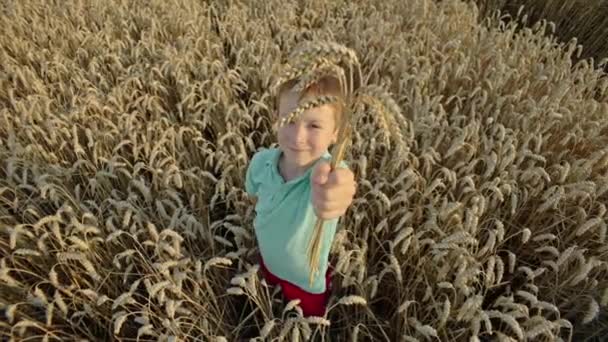Chłopiec Trzyma Kłosy Kukurydzy Dłoniach Polu Pszenicy Koncepcja Dziecka Rolnictwa — Wideo stockowe