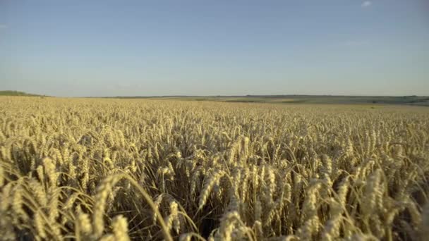 Natures Bounty Heitere Weizenlandschaft Die Mit Getreide Auf Dem Bauernhof — Stockvideo