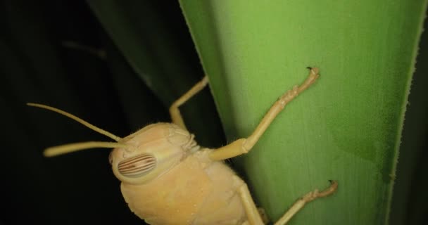 害虫一种破坏农田庄稼的害虫蝗虫坐在田野的绿枝上 高质量的4K镜头 — 图库视频影像