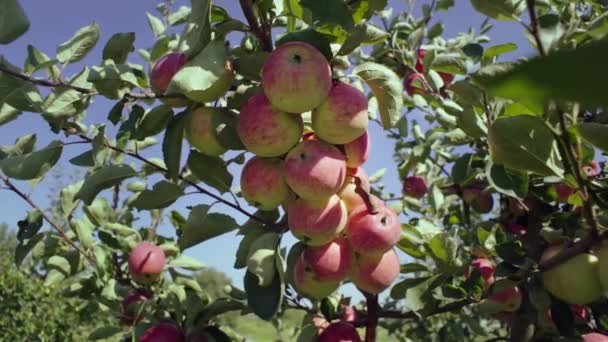 Miljövänlig Fruktträdgård Läckerheter Odla Ekologiska Röda Äpplen Överflöd Högkvalitativ Film — Stockvideo