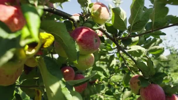 Cömert Elma Hasadı Çevre Dostu Meyve Bahçelerinde Olgun Kırmızı Elmaların — Stok video