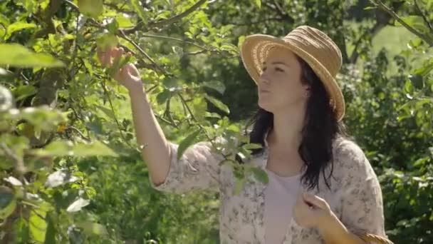 Blossom Bounty Collective Efforts Woman Gardener Farmer Gathering Organic Apples — Vídeo de Stock