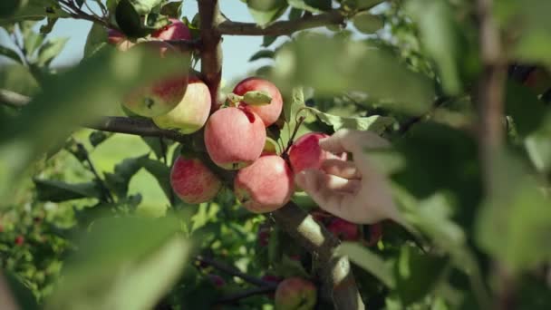 Meyve Bahçesi Güzelliği Organik Çevre Dostu Çiftliklerdeki Ağaçlarda Büyüyen Kırmızı — Stok video