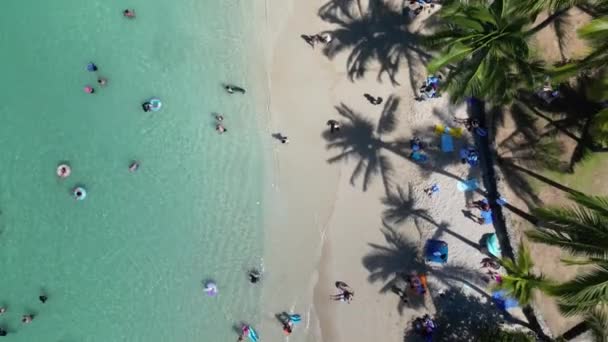 Hawai Kıyı Harikaları Nın Havadan Görkemi Tropicana Majesteleri Hawaii Palmiye — Stok video