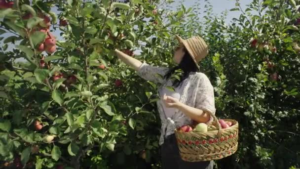 Colheita Abundante Maçãs Uma Mulher Reúne Frutas Frescas Pomar Durante — Vídeo de Stock